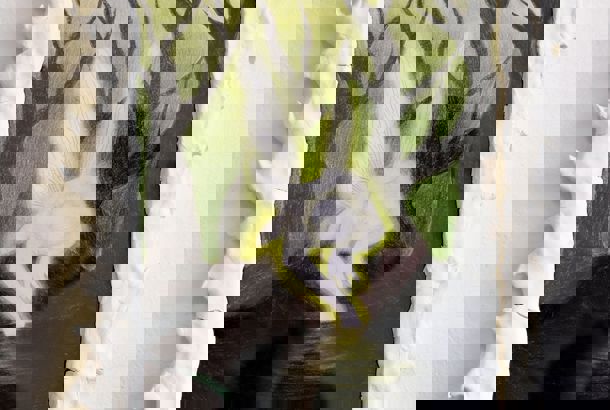 "Seaching for origin", tegning, 2023